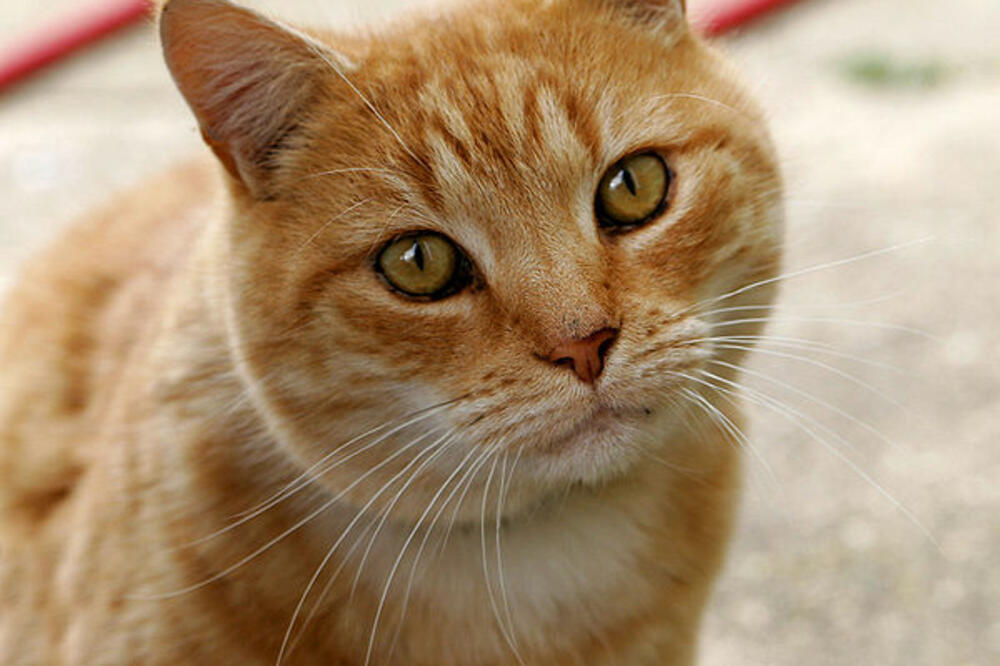 mačka, Foto: Pinterest