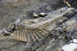 Pronađen rep dinosaurusa star 72 miliona godina