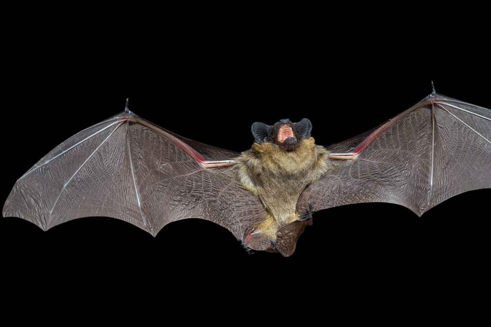 slijepi miš, Foto: Hswlt.org