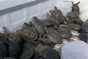 U putničkom prtljagu otkriveno više od 10.000 egzotičnih kornjača