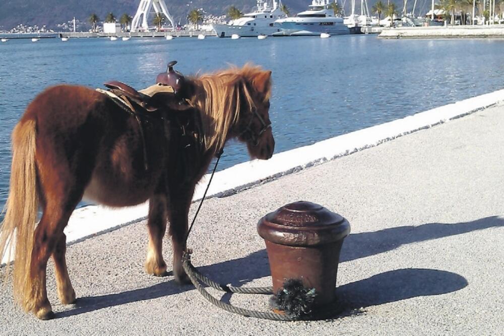 Tivat, Foto: Siniša Luković