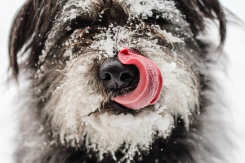 psi, snijeg, Foto: Pinterest