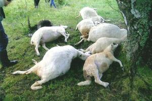 Pljevlja: Grom usmrtio 12 ovaca i jednu kravu