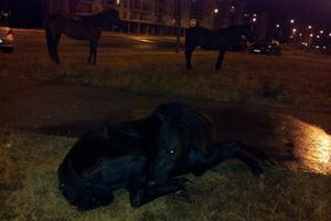 Povrijeđen konj leži u ulici na Koniku, nadležne službe ne reaguju...