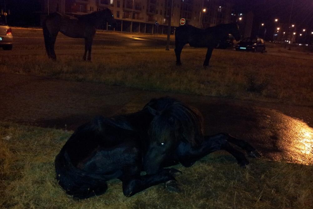 povrijeđen konj, Foto: Čitalac reporter