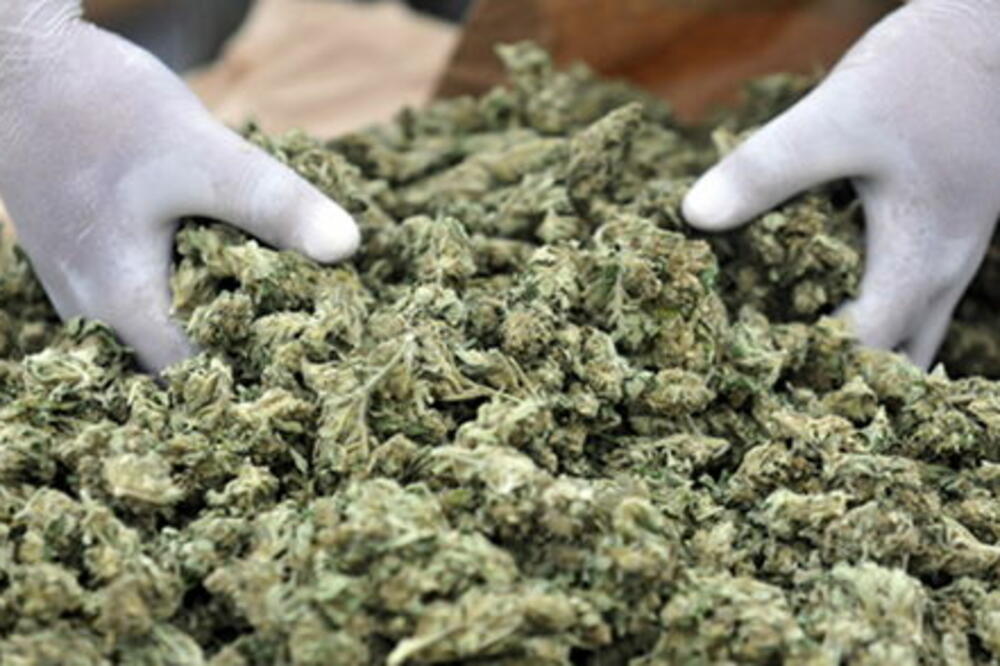 kanabis, marihuana, Foto: Thelocal.de