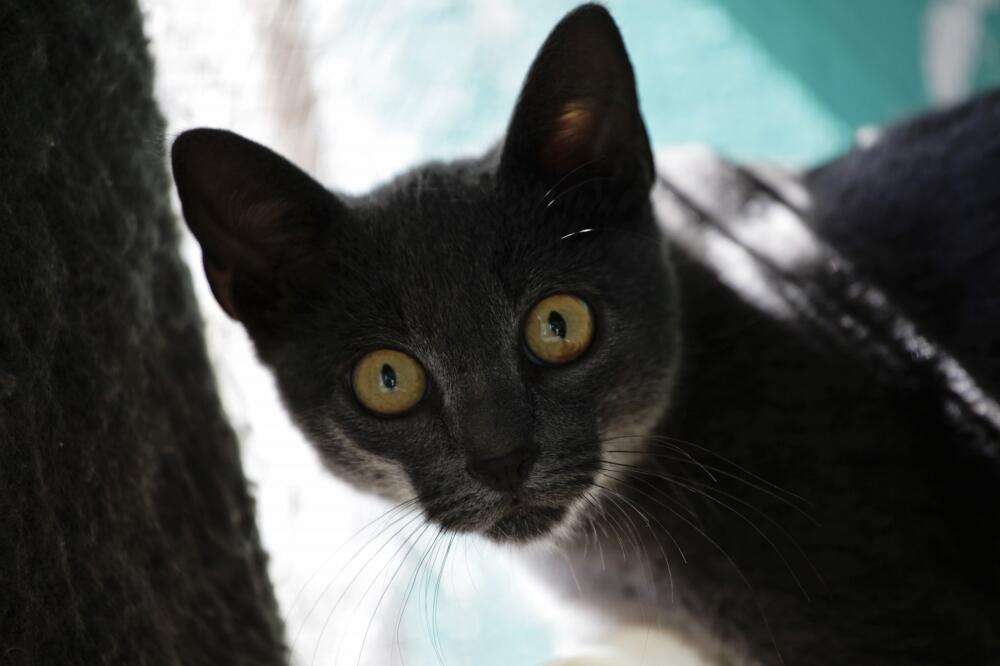 mačke, Foto: Rojters