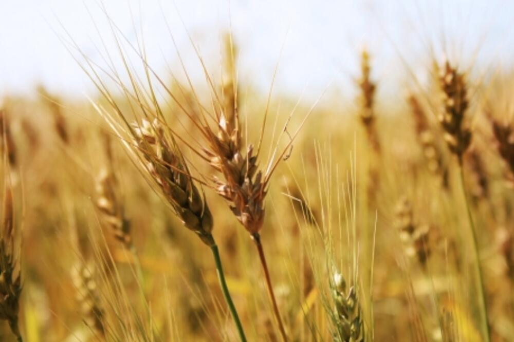 žito, pšenica, Foto: Wallszone.com