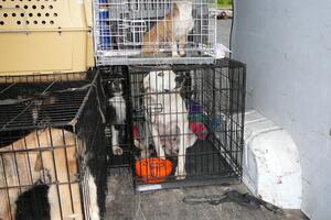Razbijen dobro organizovan lanac ilegalne trgovine psima