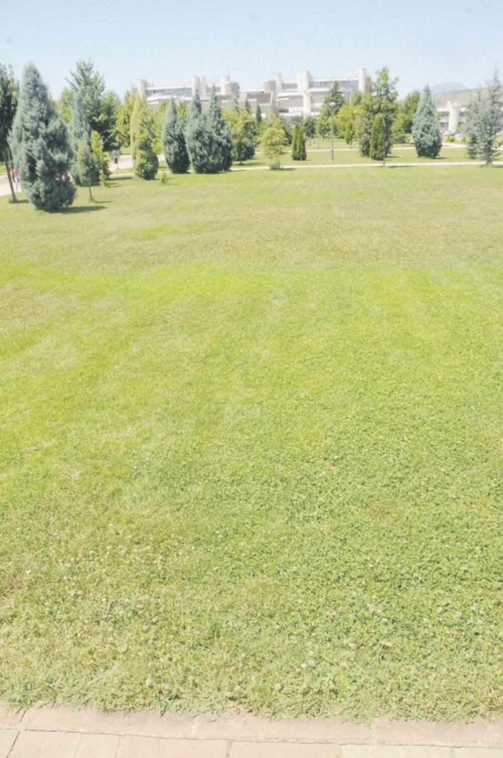 trava, Tehnički fakultet