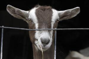 Mongolija uvozi alpske koze