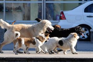 Kotor: Psi ujedaju, a vakcine potiv tetanusa nema