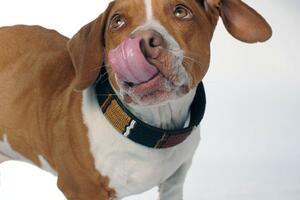 Najružniji pas na svijetu je Vale, mješanac bigla, boksera i baseta