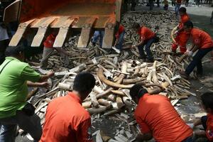 Filipinske vlasti uništile 5 tona švercovane slonovače