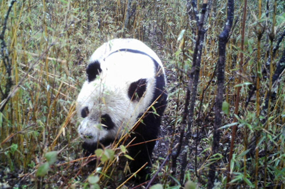 Panda, Foto: Xinhua