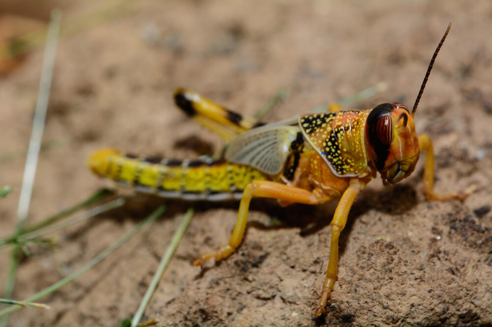 Skakavac, Foto: Shutterstock