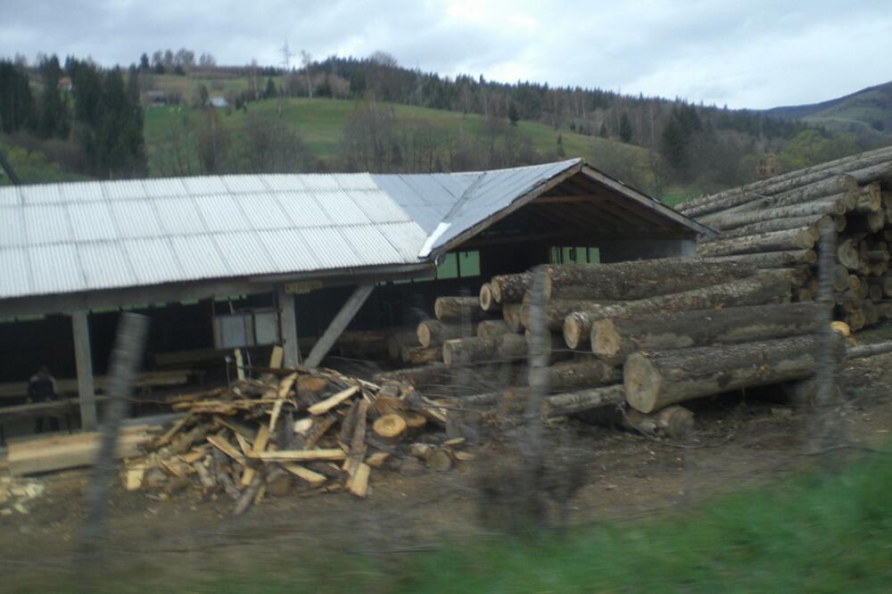 panjevi, šume, sječa šuma, Foto: Arhiva Vijesti
