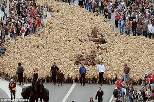 Marseju titula prijestonice kulture, 3.000 ovaca na ulicama