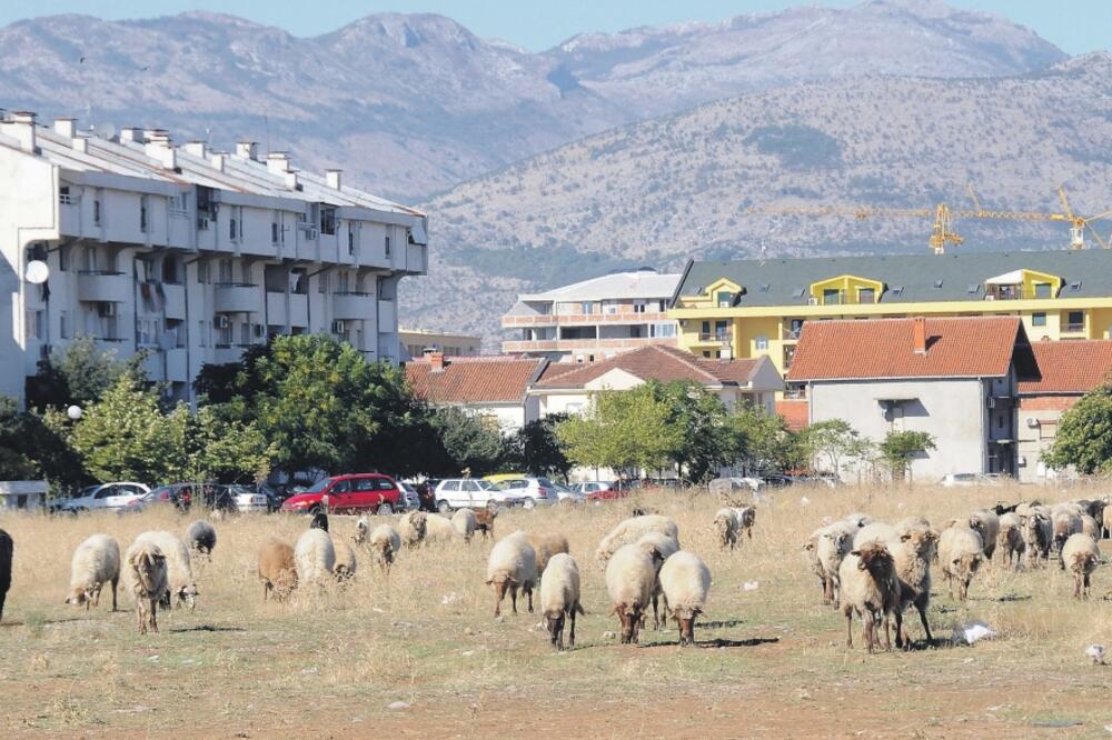 ovce, stoka grad, Foto: Luka Zeković