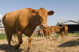 Hrvatska: Uhapšeni šverceri sperme bikova