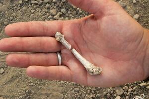 Nađen do sada nepoznat fosil čovjekovog pretka