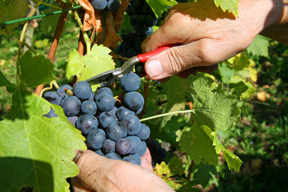 grožđe, vinograd