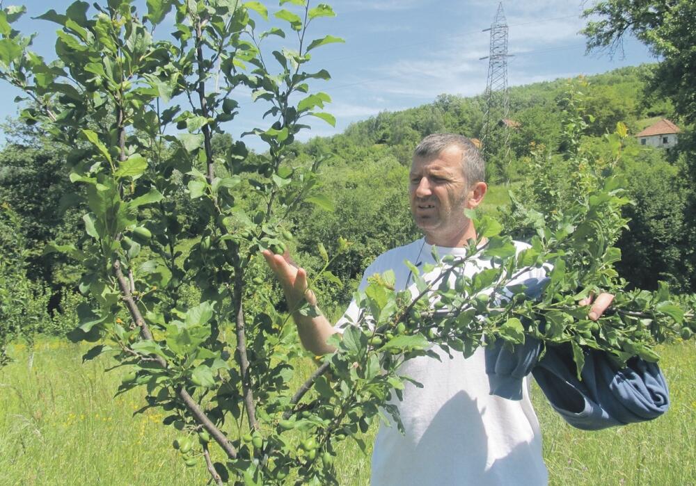 grožđe, vinograd, Dejan Furundžić