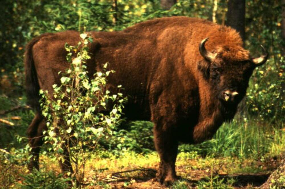 evropski bizon, Foto: Sfsu.edu