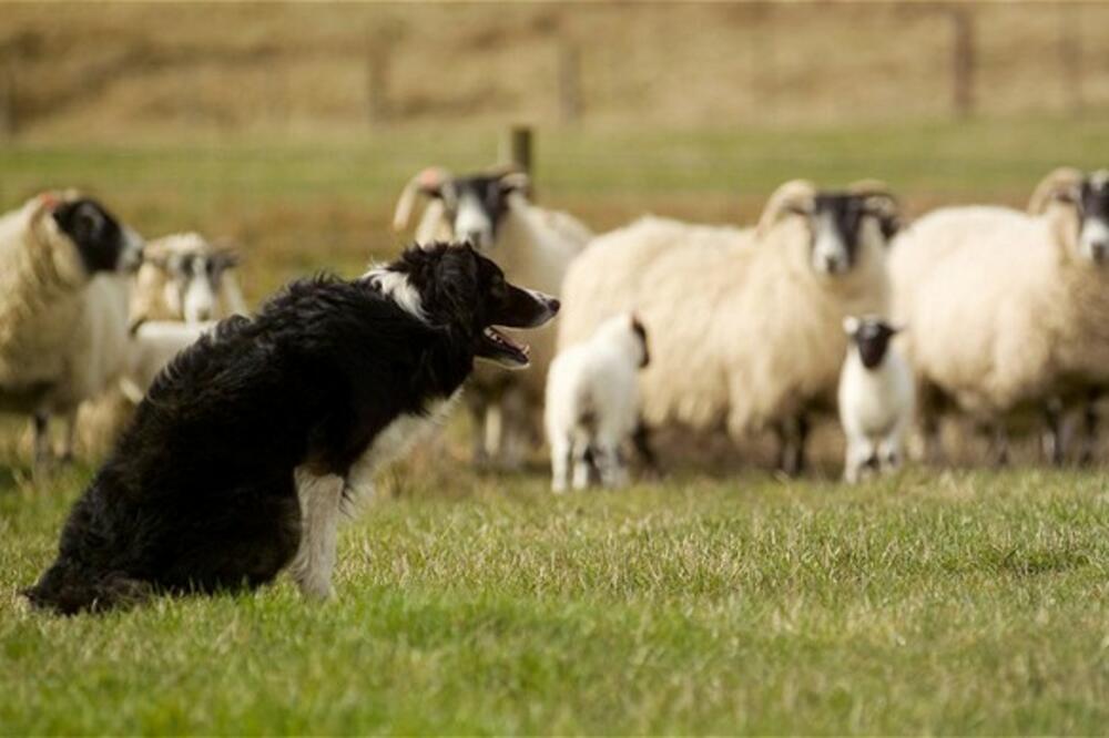 stoka, ovčarski pas, Foto: Telegraph.co.uk