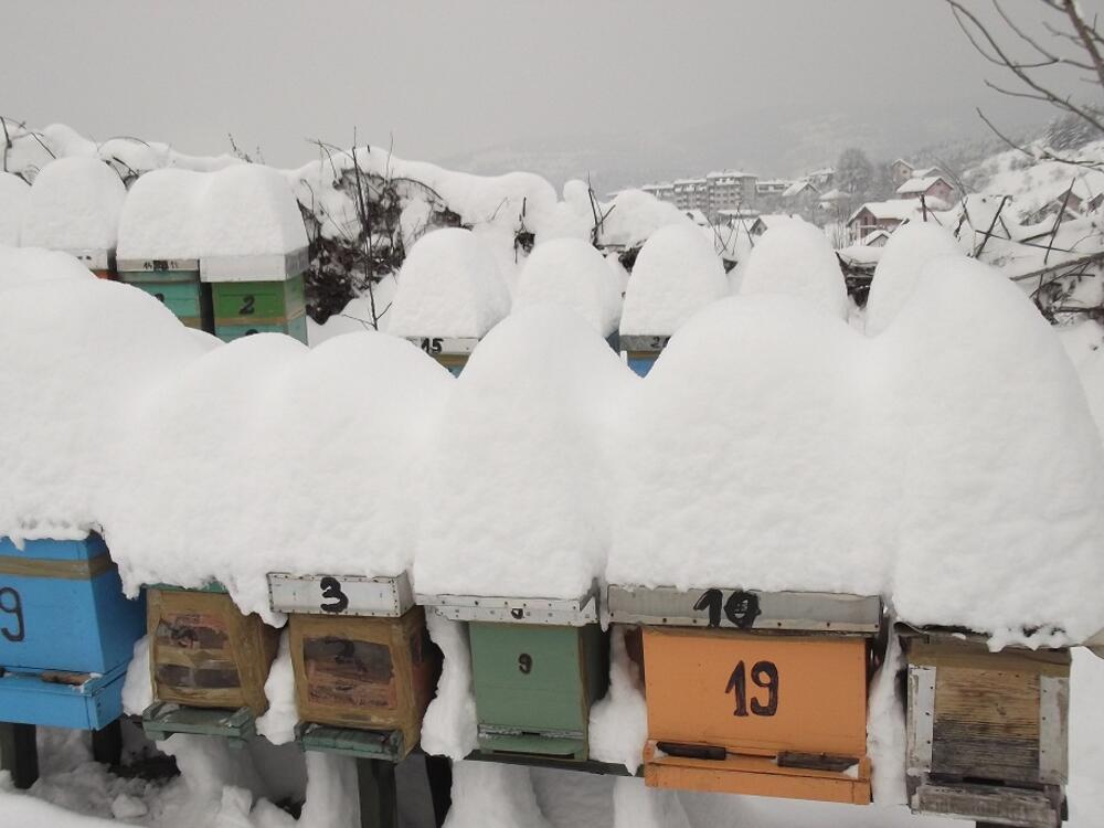 pčelinjak, Pljevlja