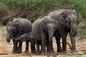 Lovokradice ubile 26 slonova u Centralnoafričkoj Republici