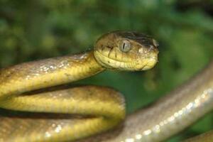 Najezda zmija u BiH zbog klimatskih promjena