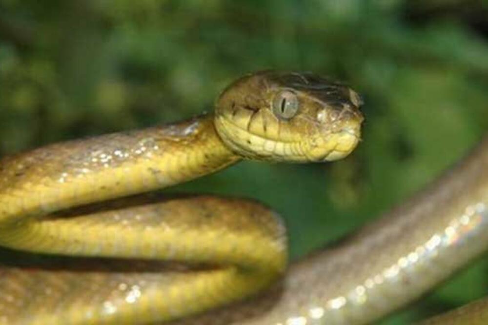 zmija, Foto: Oslobodjenje.ba