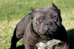 SAD: Četiri pitbula napala i ubila ženu