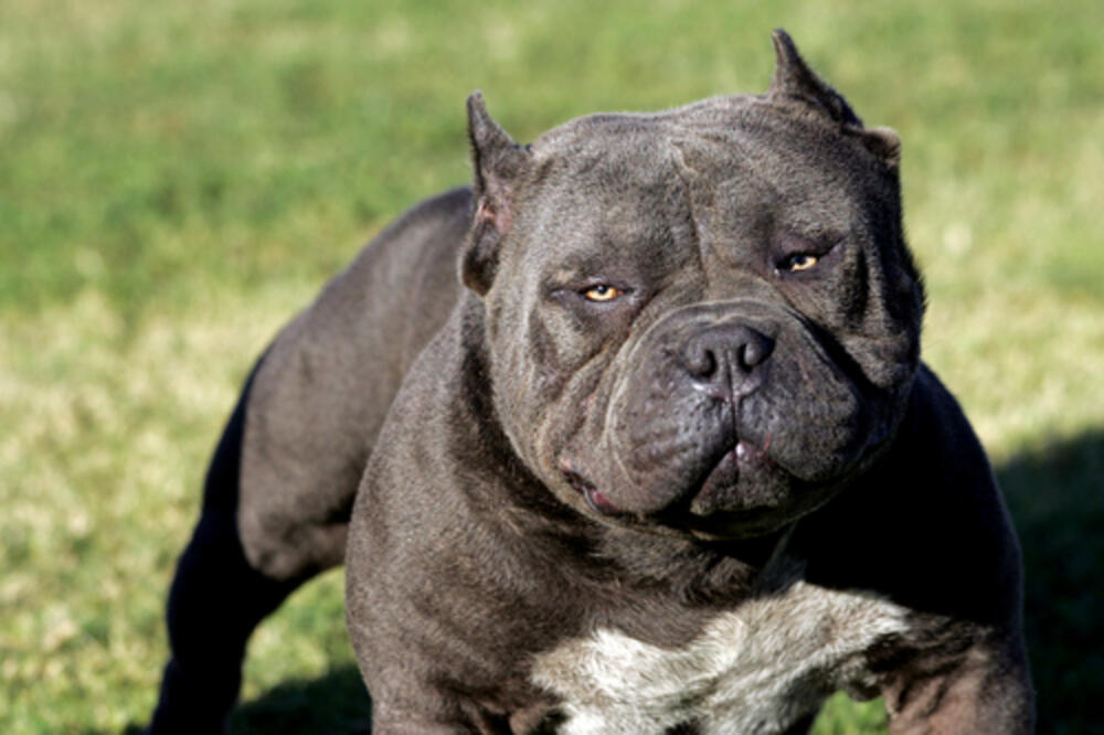 Pitbul, Foto: Salon.com