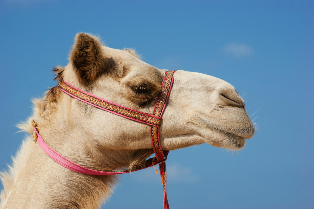 Kamila, Foto: Shutterstock