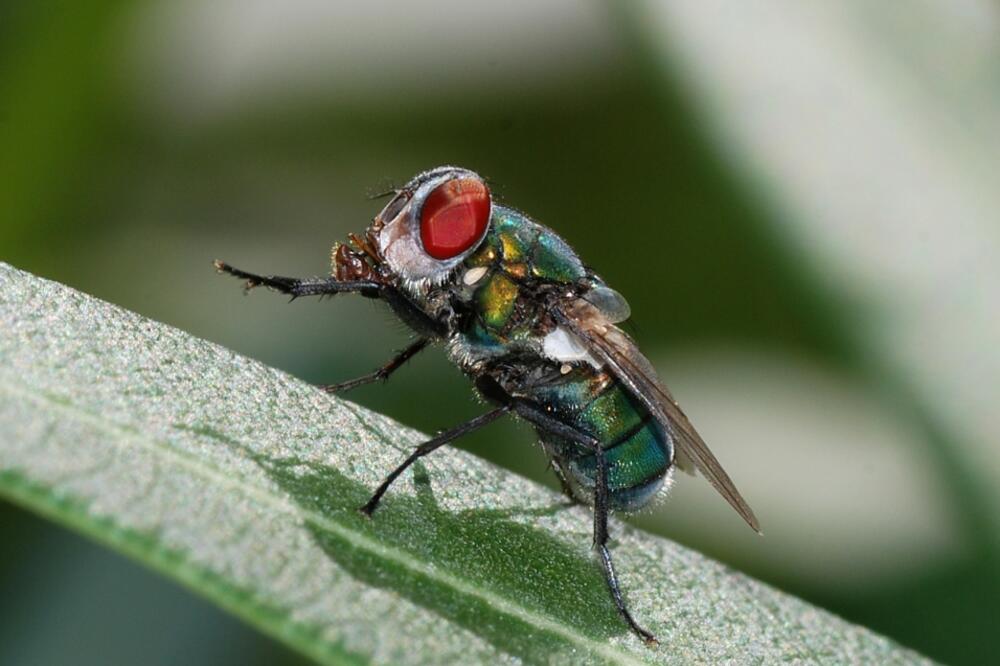 muva, Foto: Commons.wikimedia.org