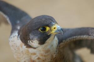 Prvi sivi sokolovi u Parizu poslije 19. vijeka