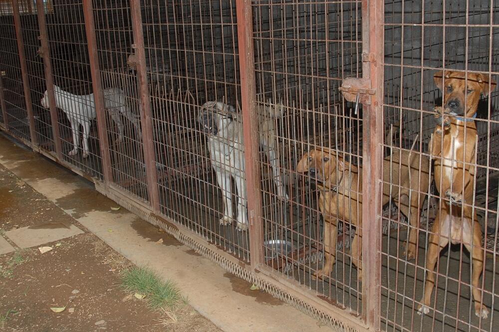 Azil Vrela Ribnička, Foto: Zoran Đurić