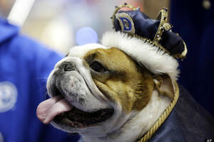 Četvorogodišnji Haklberi zvanično najljepši buldog