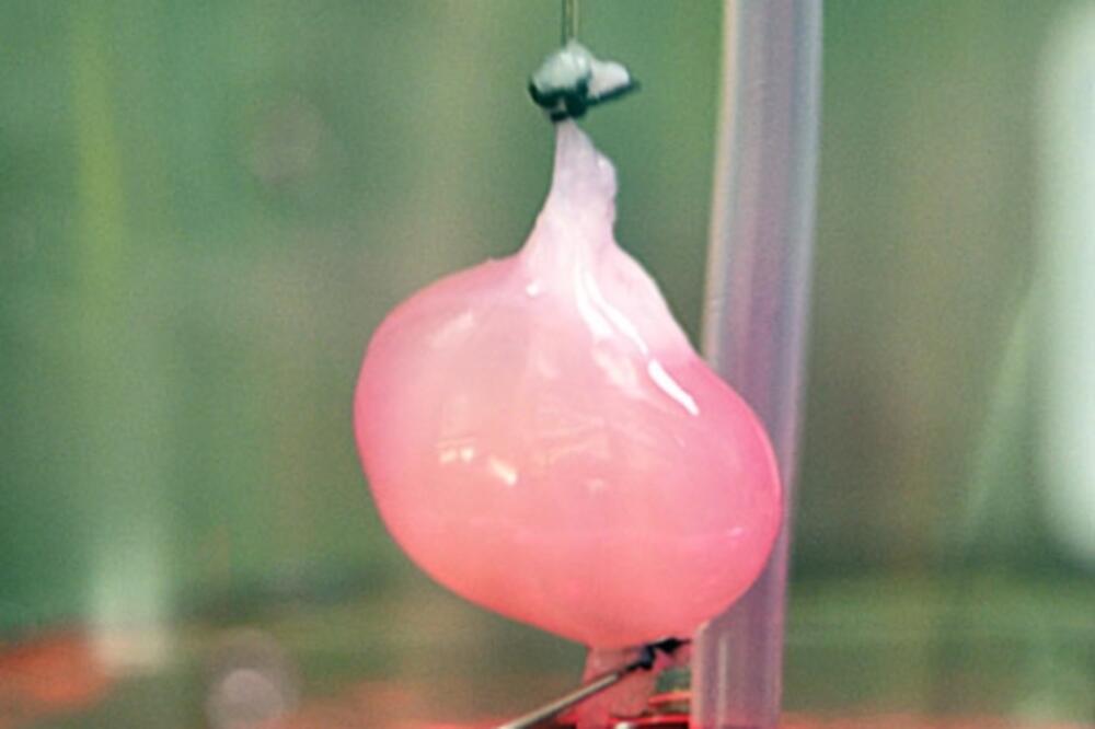 Vještački uzgojen bubreg, Foto: Ott Lab/Center for Regenerative Medicine