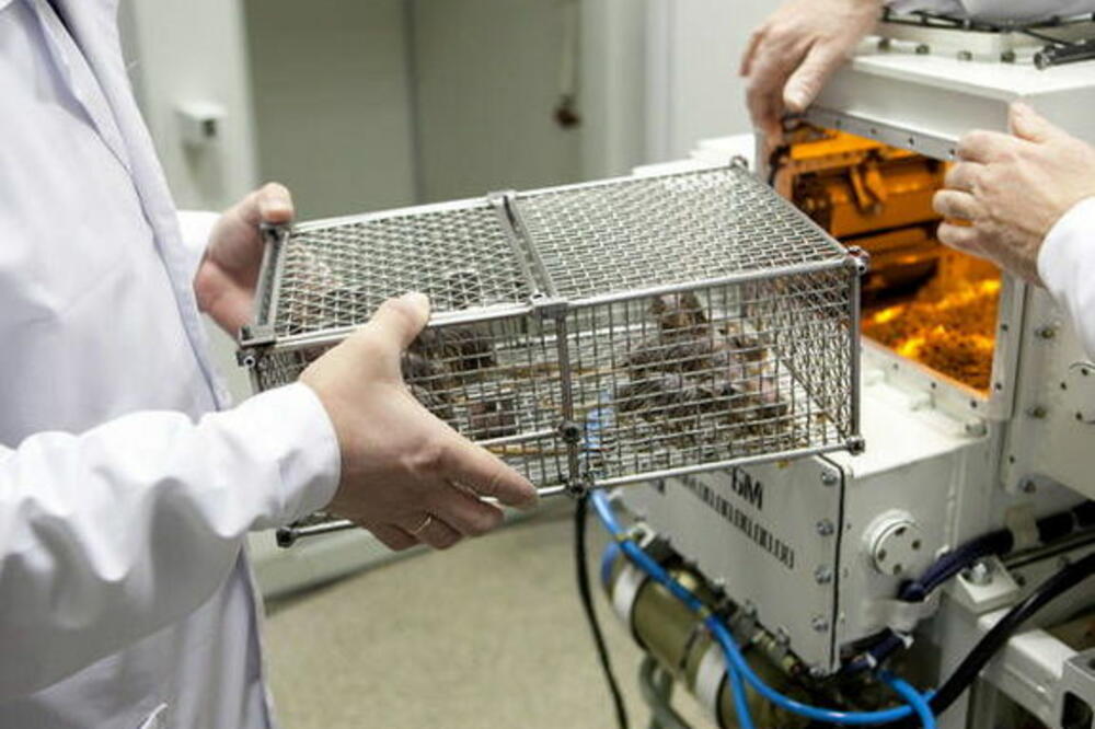 svemir, životinje, Foto: Space.com