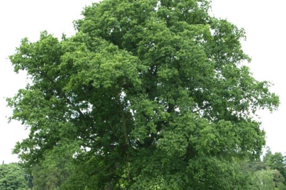 drvo, Foto: Pinterest