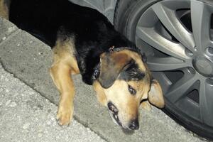 Kotoraninu ubili psa dok ga je šetao