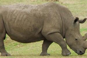 Ukradeni rogovi nosoroga vrijedni oko tri miliona dolara