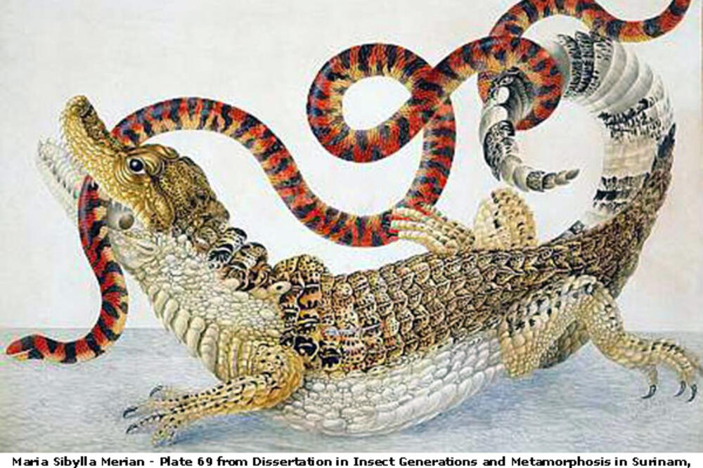 Marija Sibila Merijan, Foto: Bakedsetae.com