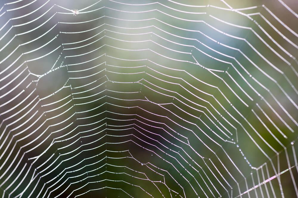 mreža, paukova mreža, Foto: Shutterstock.com