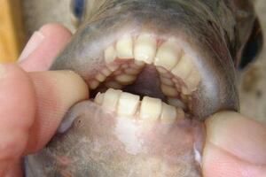 Upecao ribu sa "ljudskim" zubima