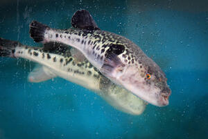 U Hrvatskoj pronađena jedna od najotrovnijih riba na svijetu