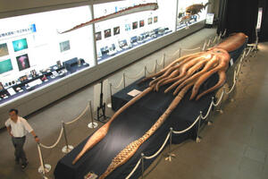 Tajna džinovskih lignji, najvećih beskičmenjaka na svijetu